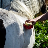 Thumbnail 5 - Pony Care Experience for Two at The Ancient Trails Company