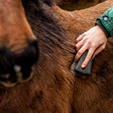 Thumbnail 8 - Pony Care Experience for Two at The Ancient Trails Company