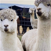 Thumbnail 3 - VIP Experience for Two at Eagle Heights Wildlife Foundation