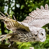 Thumbnail 4 - VIP Experience for Two at Eagle Heights Wildlife Foundation