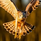 Thumbnail 2 - Bird Photography Experience 