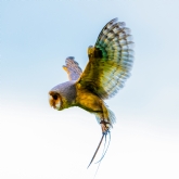 Thumbnail 10 - Bird Photography Experience 