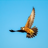 Thumbnail 3 - Bird Photography Experience 