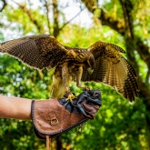Thumbnail 5 - Bird Photography Experience 