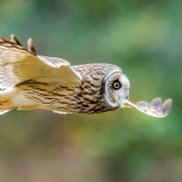 Thumbnail 6 - Bird Photography Experience 