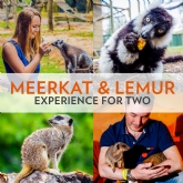 Thumbnail 1 - Meerkat and Lemur Experience for Two