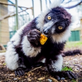 Thumbnail 10 - Meerkat and Lemur Experience for Two