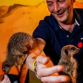 Thumbnail 3 - Meerkat and Lemur Experience for Two