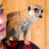 Thumbnail 4 - Meerkat and Lemur Experience for Two