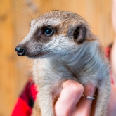 Thumbnail 5 - Meerkat and Lemur Experience for Two