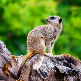 Thumbnail 6 - Meerkat and Lemur Experience for Two