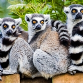 Thumbnail 7 - Meerkat and Lemur Experience for Two