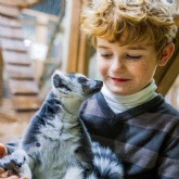Thumbnail 9 - Meerkat and Lemur Experience for Two