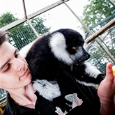 Thumbnail 11 - Meerkat and Lemur Experience for Two