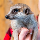 Thumbnail 5 - Meerkat and Lemur Experience for Two