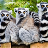 Thumbnail 7 - Meerkat and Lemur Experience for Two