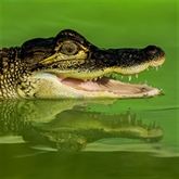 Thumbnail 5 - Swimming with Crocodiles for Two & Lunch