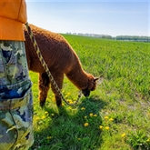 Thumbnail 2 - Alpaca Trekking Experience for Two at Eagle Heights Wildlife Foundation