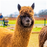 Thumbnail 3 - Alpaca Trekking Experience for Two at Eagle Heights Wildlife Foundation
