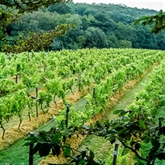 Thumbnail 3 - Sedlescombe Vineyard Tour for Two