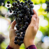 Thumbnail 8 - Sedlescombe Vineyard Tour for Two