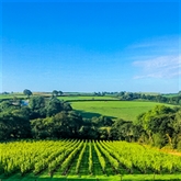 Thumbnail 3 - Tour and Tasting for Two at The Velfrey Vineyard