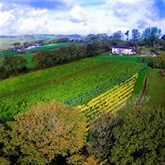 Thumbnail 5 - Tour and Tasting for Two at The Velfrey Vineyard