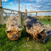 Thumbnail 5 - Meet the Pigs for Two