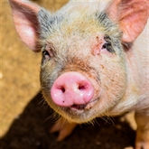 Thumbnail 1 - Meet the Pigs for Two