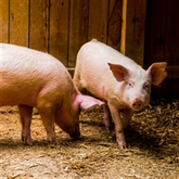 Thumbnail 2 - Meet the Pigs for Two