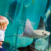 Thumbnail 2 - Family Entrance to SEA LIFE London Aquarium & Meal at Las Iguanas