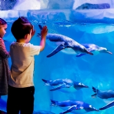 Thumbnail 5 - Family Entrance to SEA LIFE London Aquarium & Meal at Las Iguanas
