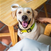 Thumbnail 9 - Dog Friendly Afternoon Tea for Two