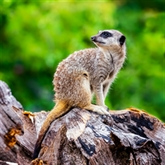 Thumbnail 3 - Meerkat Encounter for Two at Ark Wildlife Park
