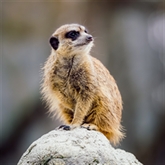 Thumbnail 6 - Meerkat Encounter for Two at Ark Wildlife Park