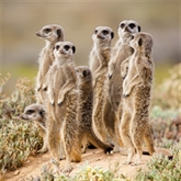 Thumbnail 7 - Meerkat Encounter for Two at Ark Wildlife Park
