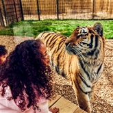 Thumbnail 5 - One Day Entrance to Chessington World of Adventures Resort for Two