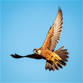 Thumbnail 6 - Half Day Introduction to Falconry