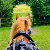 Thumbnail 10 - Horse Drawn Carriage Ride with Cream Tea for Four