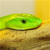 Thumbnail 11 - Venomous Snake Tour 