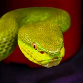 Thumbnail 2 - Venomous Snake Tour 