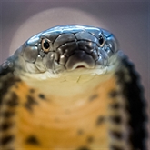 Thumbnail 3 - Venomous Snake Tour 