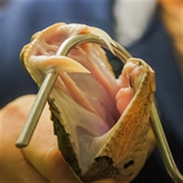 Thumbnail 5 - Venomous Snake Tour 