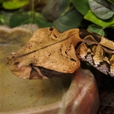 Thumbnail 8 - Venomous Snake Tour 