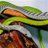 Thumbnail 9 - Venomous Snake Tour 