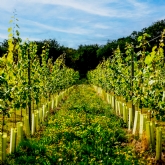 Thumbnail 5 - Tour & BBQ for Two at Wildshark Vineyard