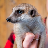 Thumbnail 1 - Meerkat Encounter Experience for Two