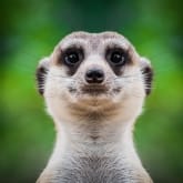 Thumbnail 2 - Meerkat Encounter Experience for Two
