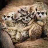 Thumbnail 3 - Meerkat Encounter Experience for Two