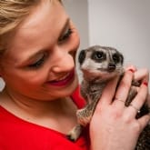 Thumbnail 5 - Meerkat Encounter Experience for Two